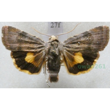 Noctua janthina Denis & Schiffermüller, 1775 Rolnica przepaska Czech27f